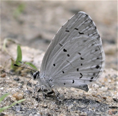 Summer Azure, photo 5 of 10