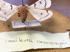 Hemileuca neumoegeni