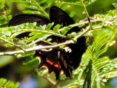 Heraclides rogeri pharnaces