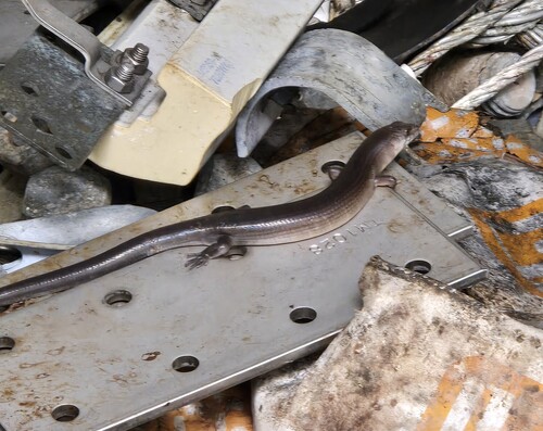 Eugongylus rufescens observed 2025-11-12