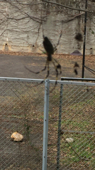 Trichonephila clavata