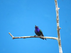 Chrysuronia coeruleogularis