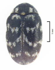 Anthrenocerus australis