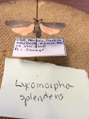 Lycomorpha splendens