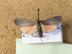 Lycomorpha splendens