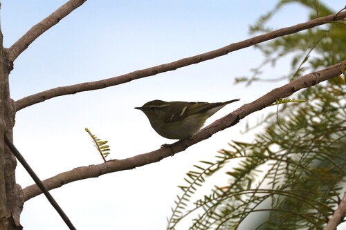 Yellow-browed Warbler
