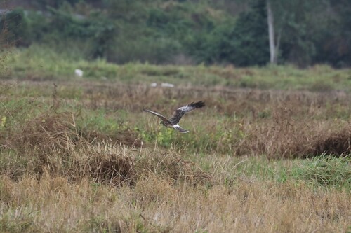 Pied Harrier