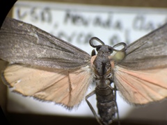 Lycomorpha splendens