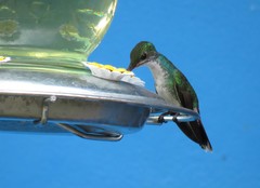 Chrysuronia coeruleogularis