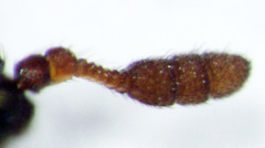 Anthrenocerus australis