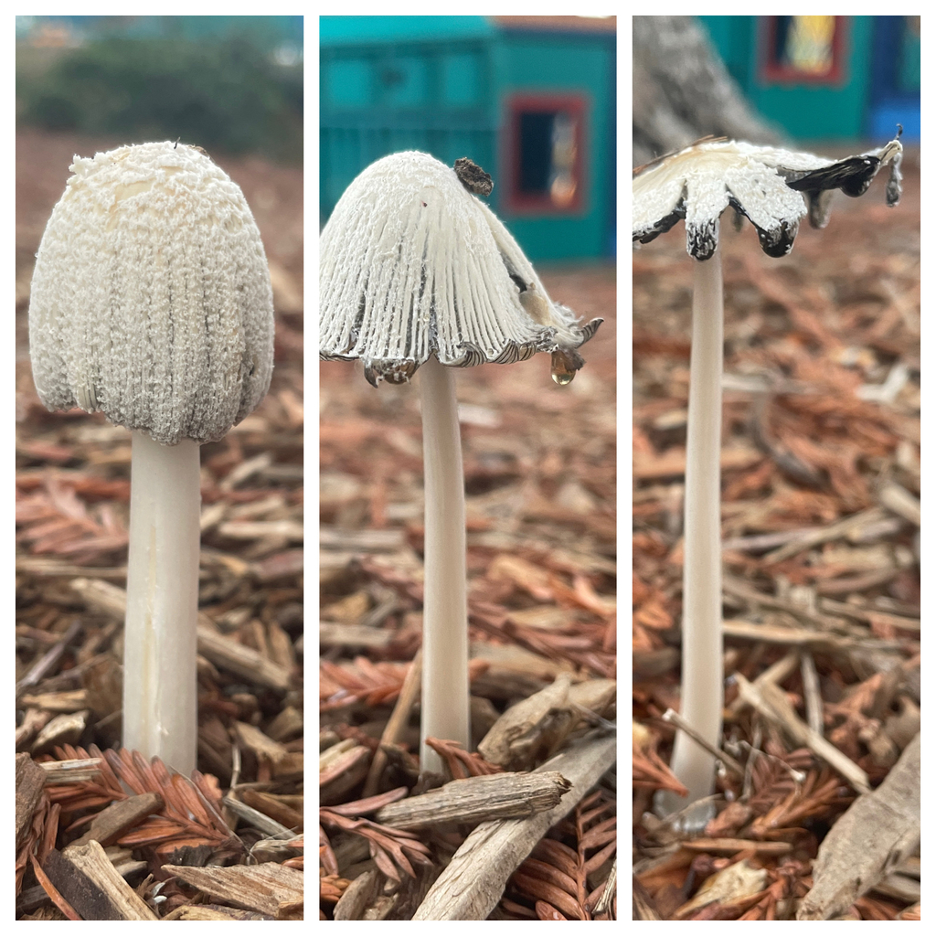 Coprinellus flocculosus · December 2025 · photo: © ethologist (iNaturalist, cc-by)