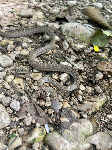 Photo of a Ford’s Boa (Chilabothrus fordii)