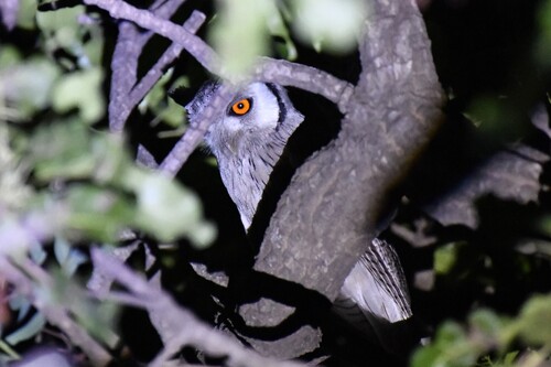 Northern White-faced Owl (Ptilopsis leucotis), photo 5