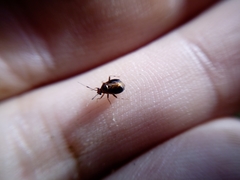 Deraeocoris maoricus