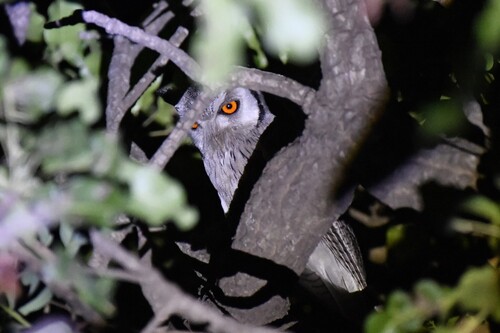Northern White-faced Owl (Ptilopsis leucotis), photo 4