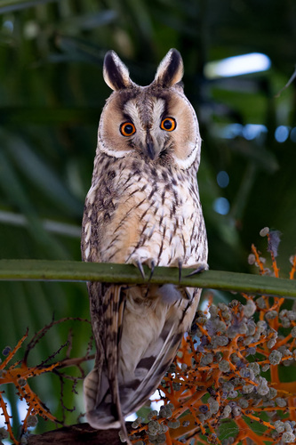 View observation of {o.common_name} on iNaturalist