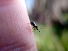 Deraeocoris maoricus