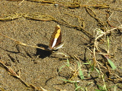 Doxocopa