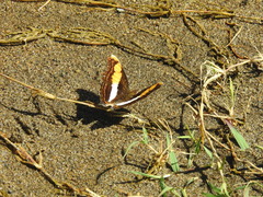 Doxocopa