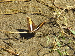 Doxocopa