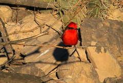 Pyrocephalus rubinus mexicanus