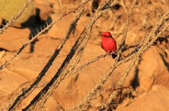 Pyrocephalus rubinus mexicanus