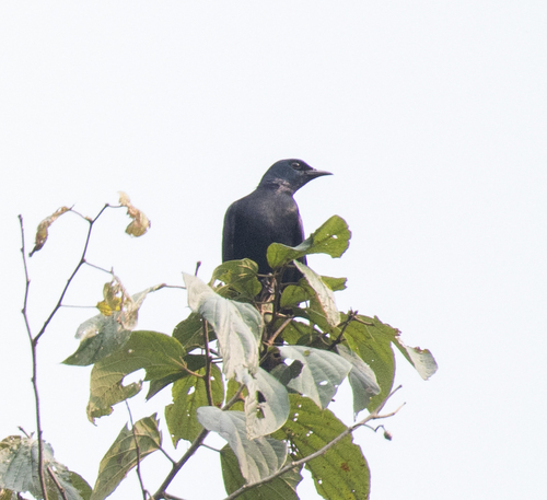 Stuhlmann's Starling (Poeoptera stuhlmanni), photo 2