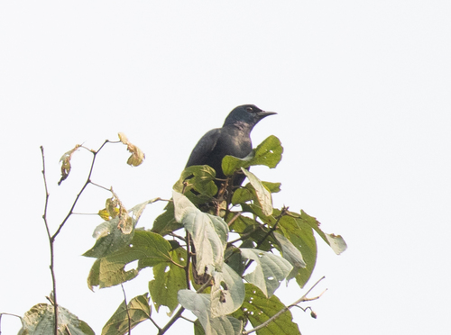 Stuhlmann's Starling (Poeoptera stuhlmanni), photo 3