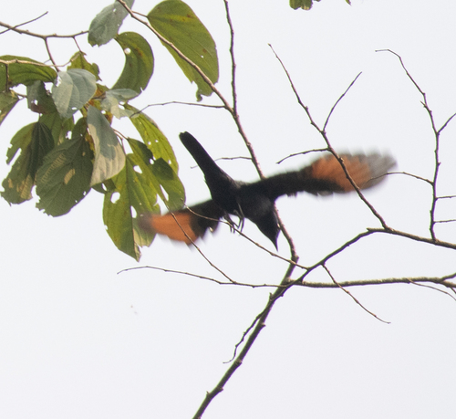 Stuhlmann's Starling (Poeoptera stuhlmanni), photo 6