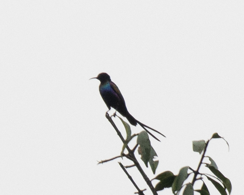 Purple-breasted Sunbird (Nectarinia purpureiventris), photo 2