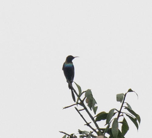 Purple-breasted Sunbird (Nectarinia purpureiventris), photo 2