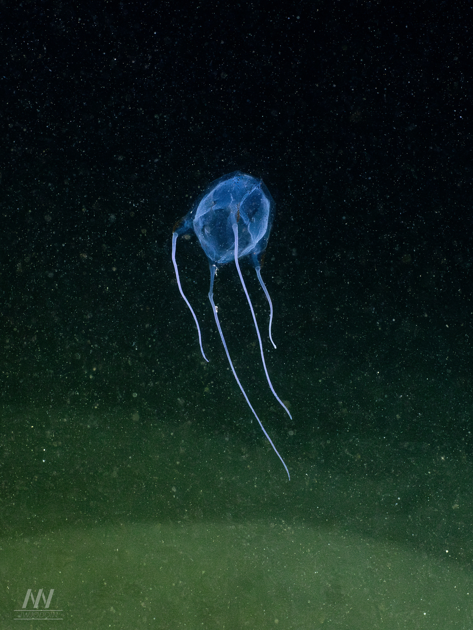 Carybdea confusa Straehler-Pohl, Matsumoto & Acevedo, 2017