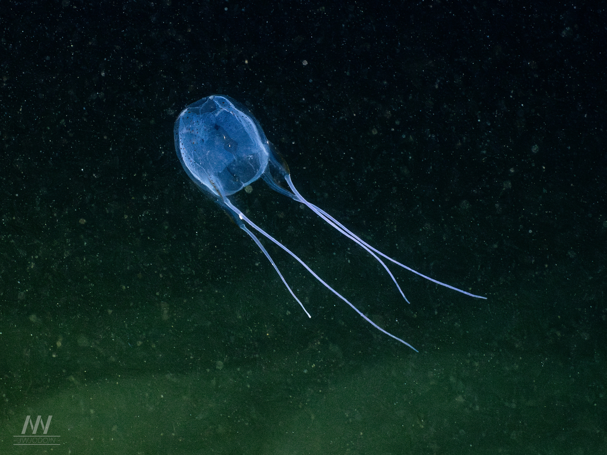 Carybdea confusa Straehler-Pohl, Matsumoto & Acevedo, 2017