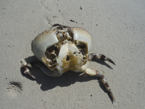 Menippidae