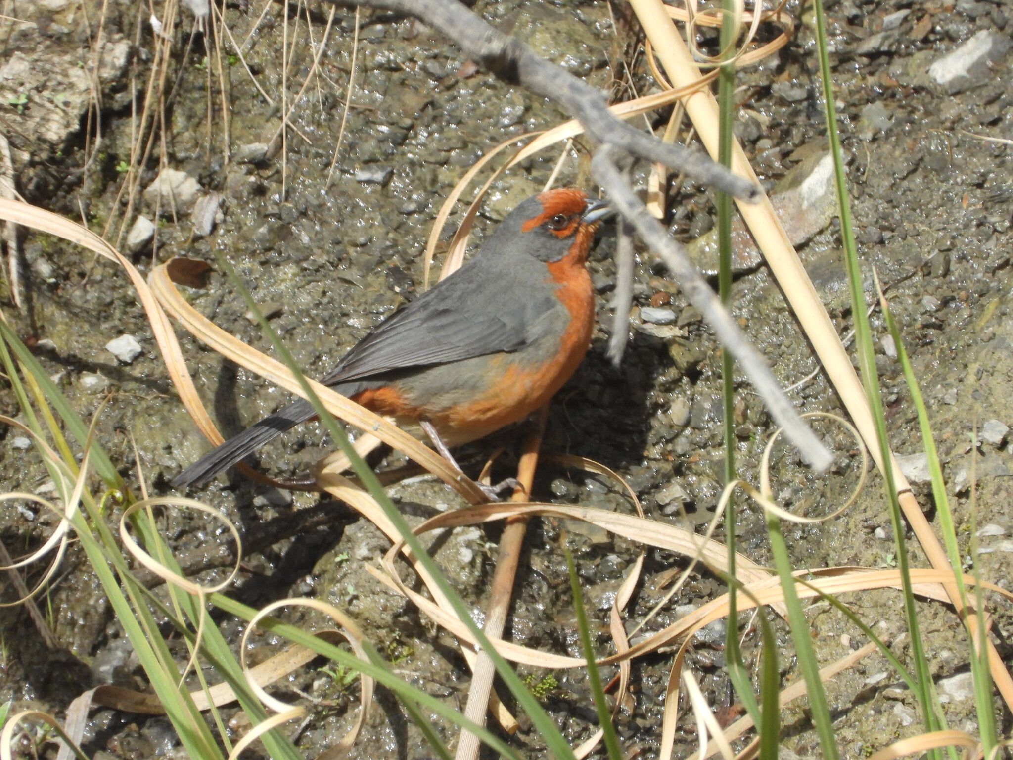 Cochabamba Mountain Finch (Poospiza garleppi), photo 7