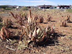 Aloe gariepensis