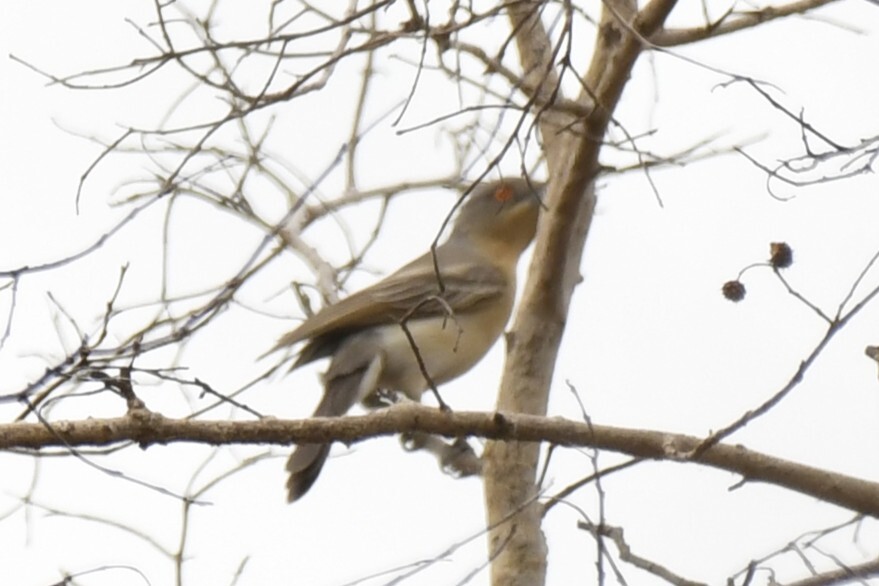 Northern Puffback (Dryoscopus gambensis), photo 3