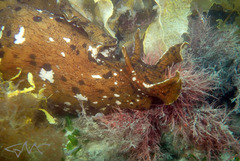 Aplysia extraordinaria