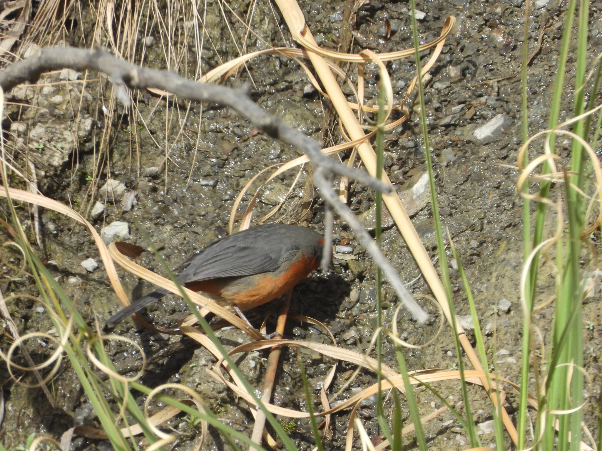 Cochabamba Mountain Finch (Poospiza garleppi), photo 8