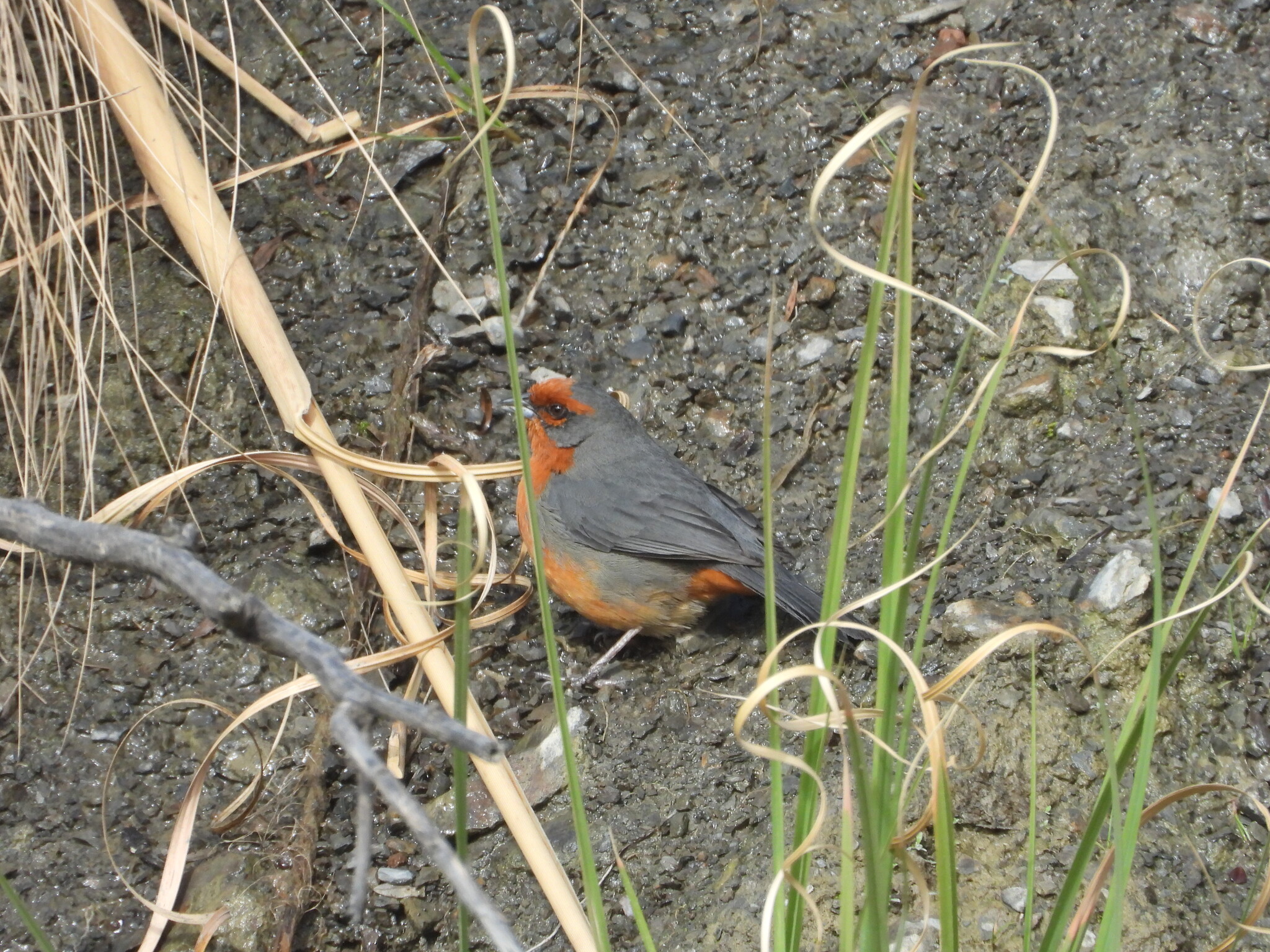 Cochabamba Mountain Finch (Poospiza garleppi), photo 9