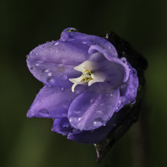 Dipterostemon capitatus capitatus