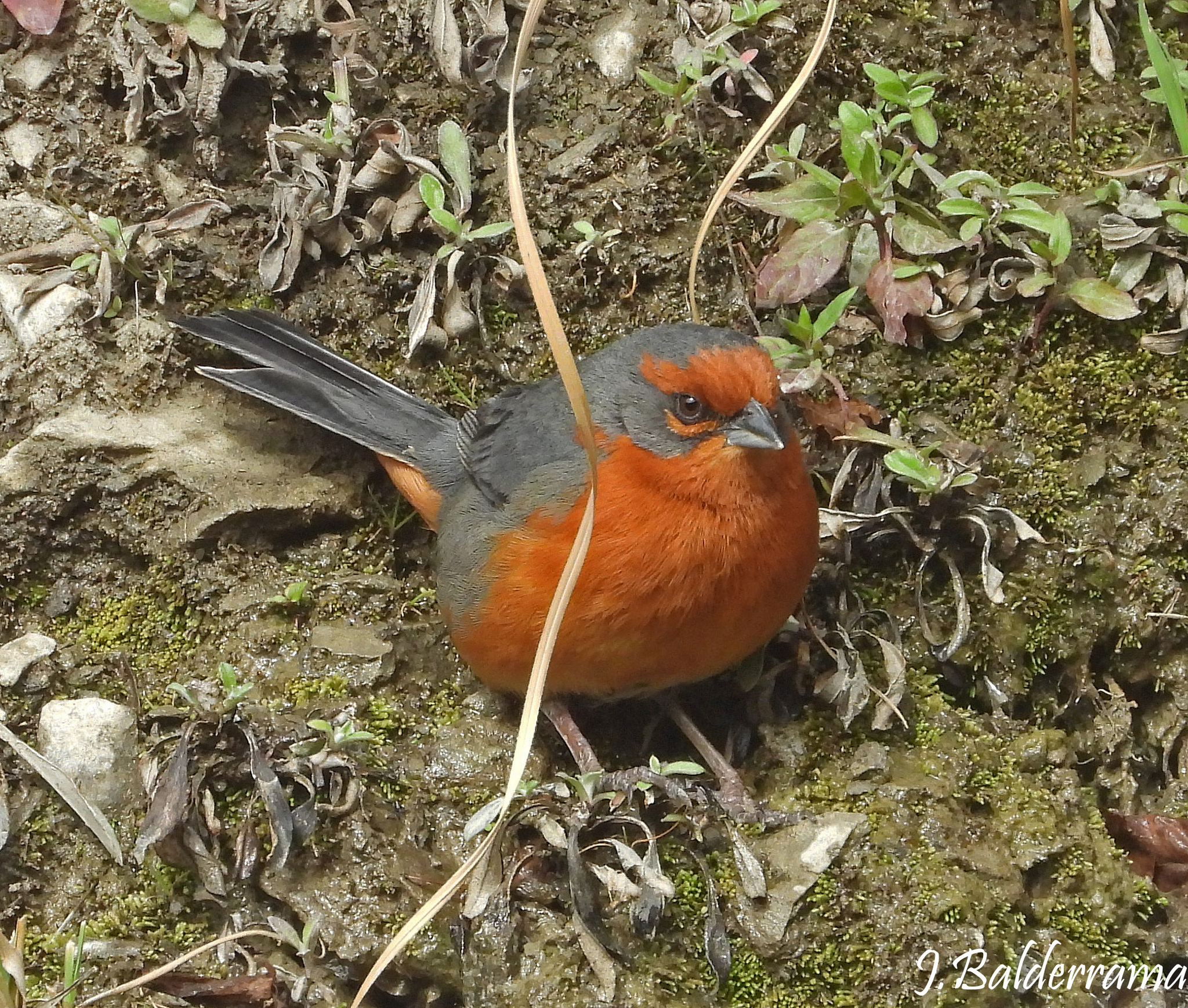 Cochabamba Mountain Finch (Poospiza garleppi), photo 3