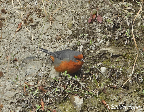 Cochabamba Mountain Finch (Poospiza garleppi), photo 4