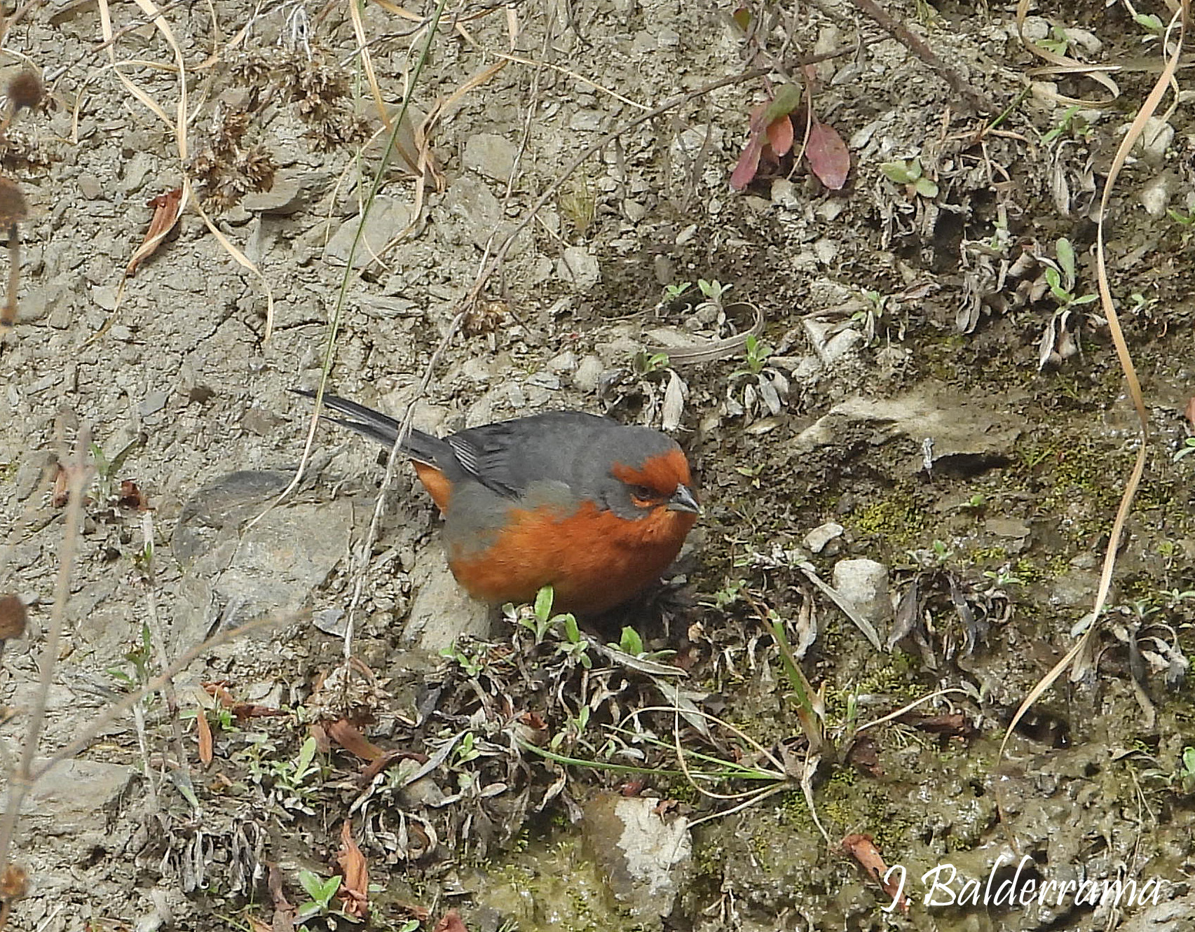 Cochabamba Mountain Finch (Poospiza garleppi), photo 4