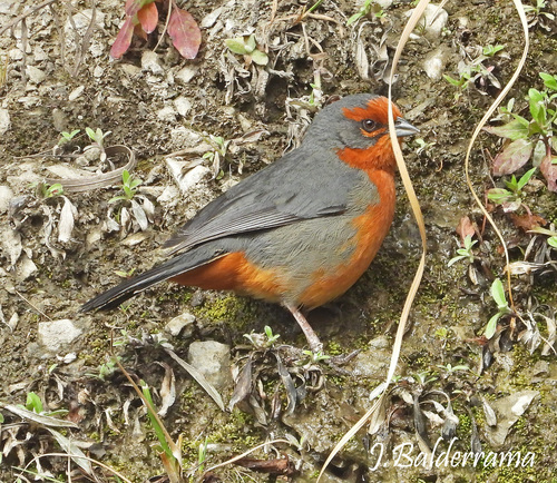 Cochabamba Mountain Finch (Poospiza garleppi), photo 6