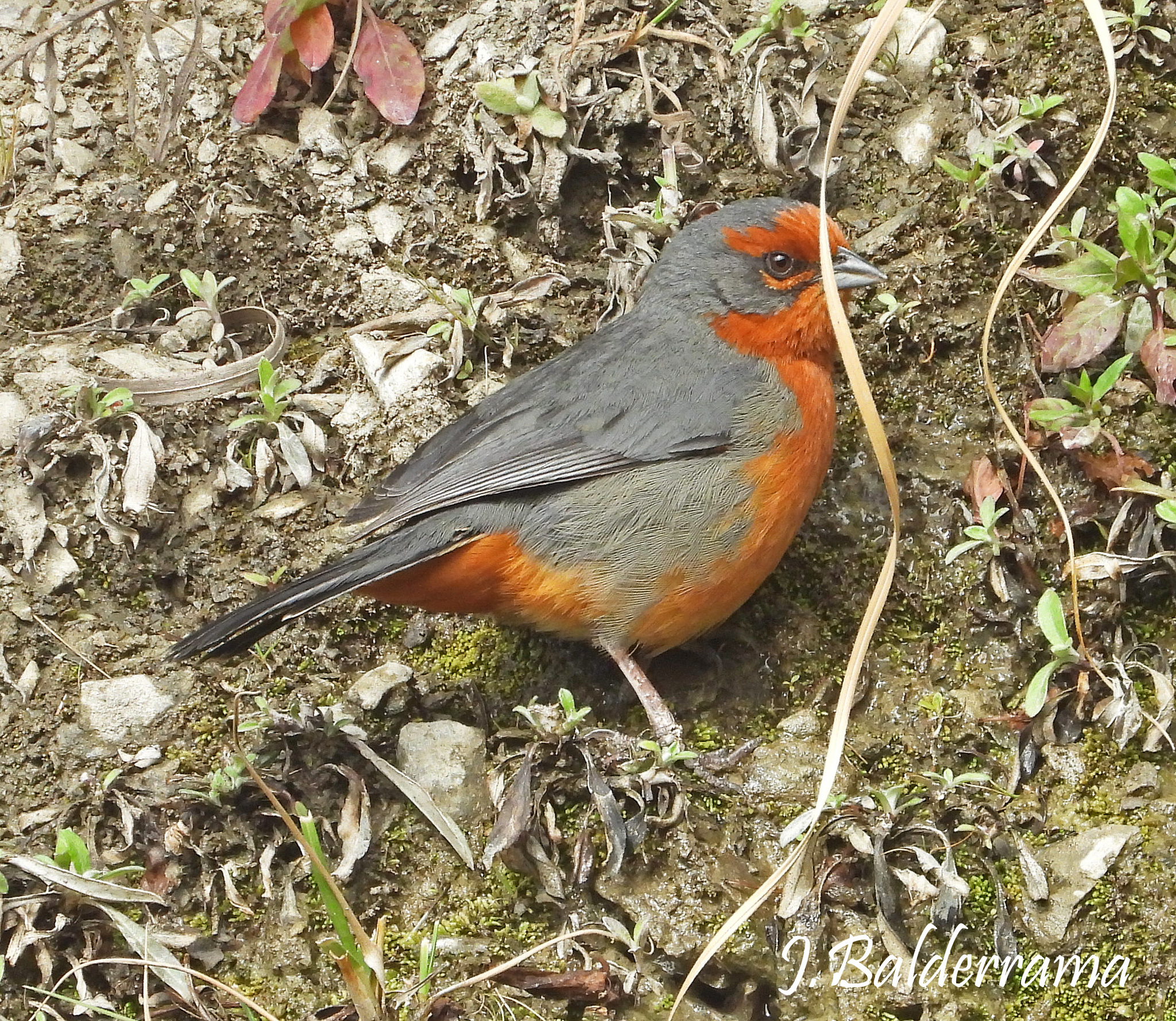 Cochabamba Mountain Finch (Poospiza garleppi), photo 6