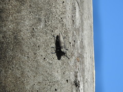 Actenodini