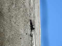 Actenodini