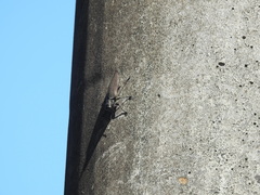 Actenodini