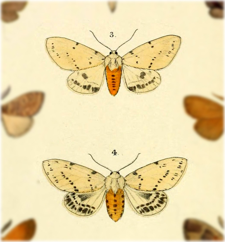 Spilarctia mona